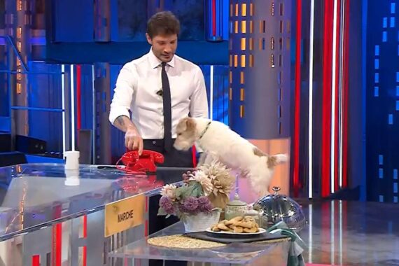 Affari Tuoi, il cane Gennarino: razza e dove lo abbiamo già visto